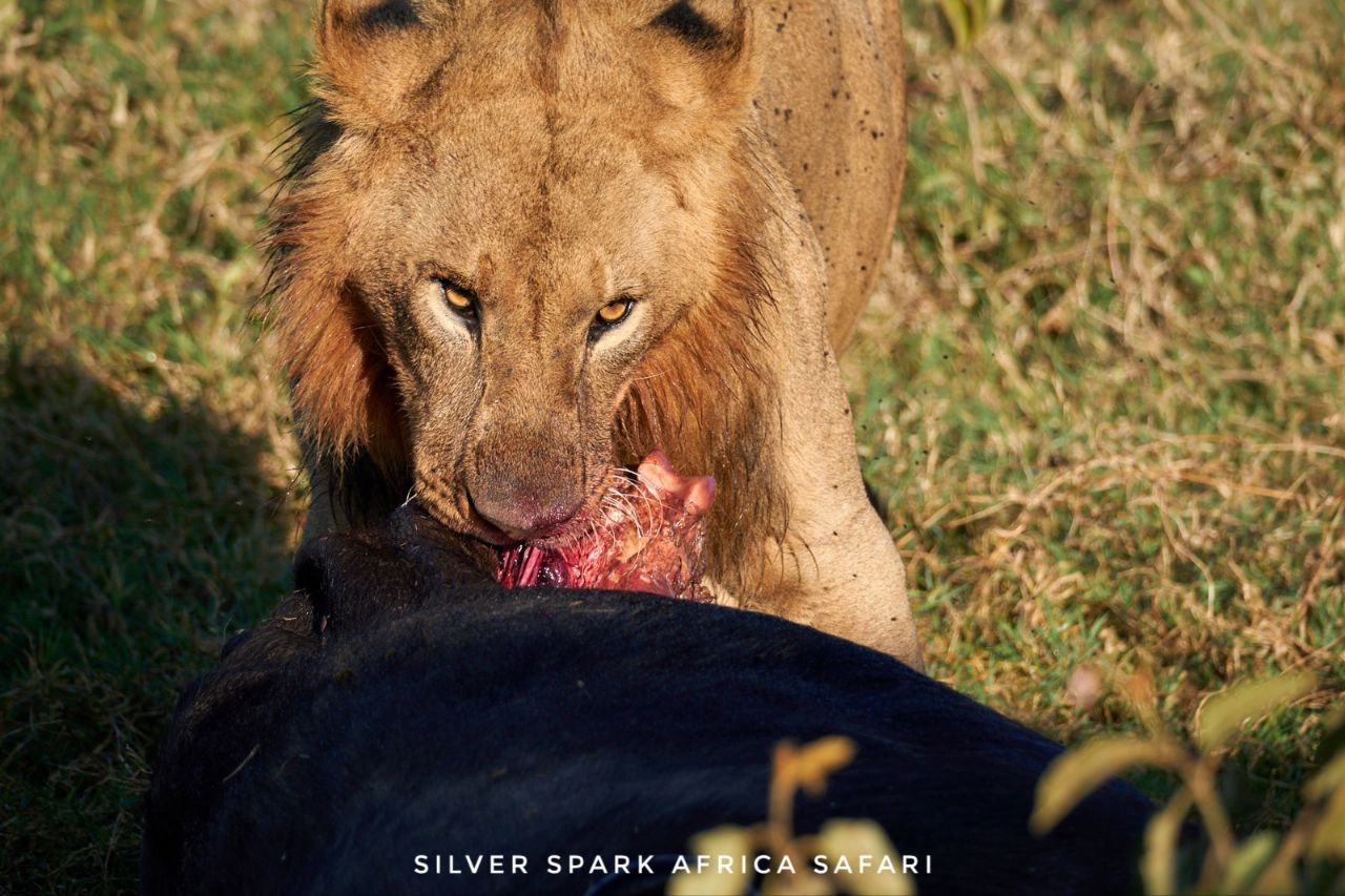 5-Day Great Serengeti, Maasai Mara & Ngorongoro Wildebeest Migration Safari