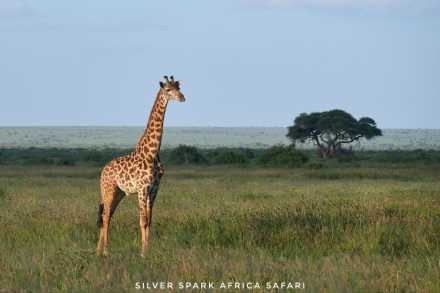 6 Days: Aberdare Park, Lake Nakuru Park, Maasai Mara Reserve