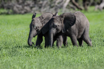 3 Days Mikumi National Park Wildlife Safari from Dar es Salaam