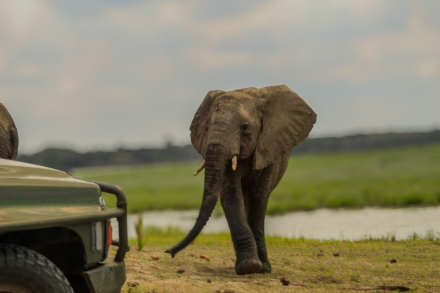 1 Day Nyerere NP Flying From Zanzibar
