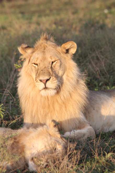 Fly-In Safari to Mikumi National Park – Full Day Wildlife Experience