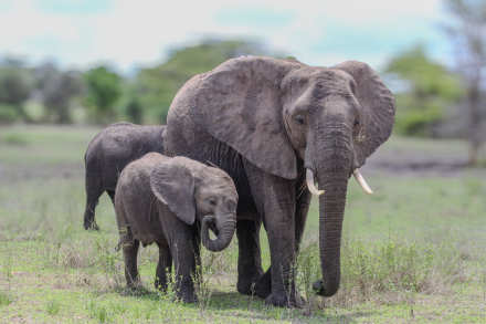 2-day flying safari Zanzibar To Tarangire