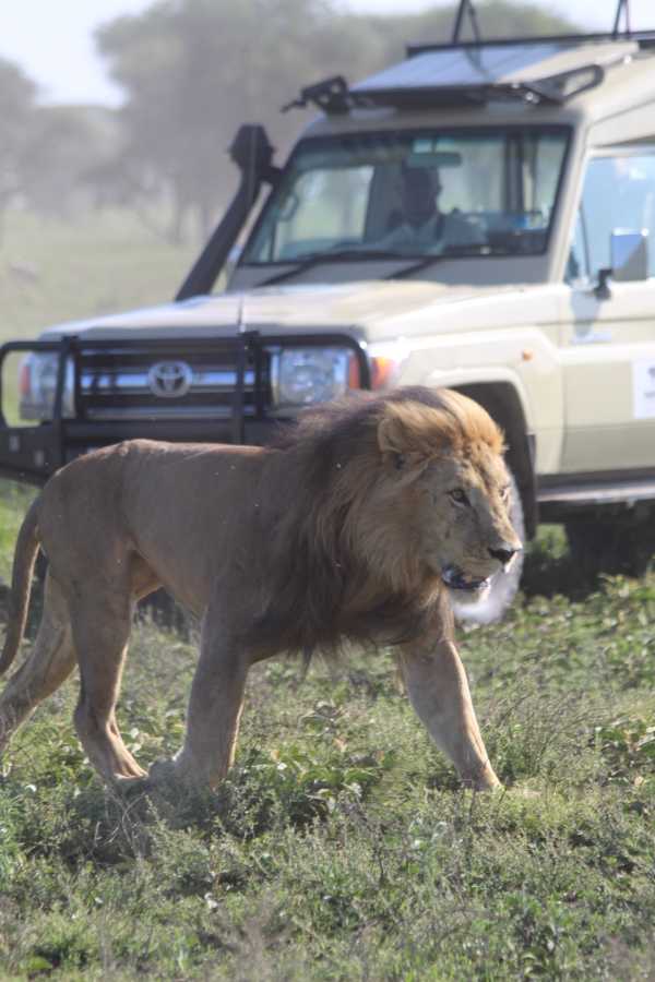 Vehicle used