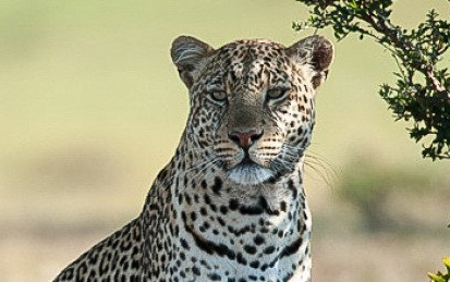 6-day luxury Kenya safari – Maasai Mara, Lake Naivasha And Amboseli