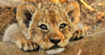 7 Days Ultimate Uganda Primate and Wildlife Safari