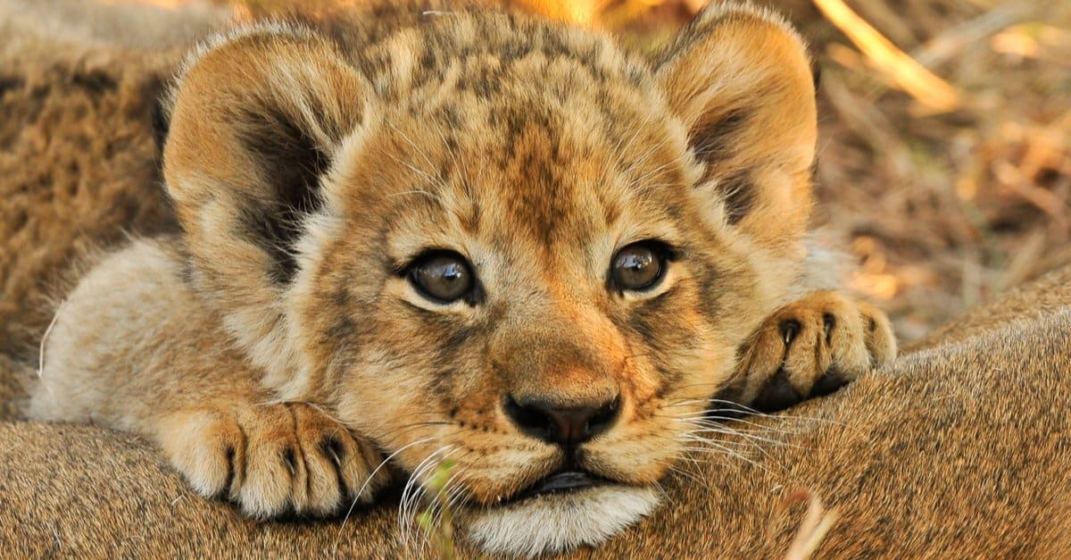 7 Days Ultimate Uganda Primate and Wildlife Safari