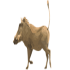Pumba Reisen