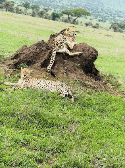2-Day Unforgettable Group to Tarangire & Ngorongoro Crater from Arusha 