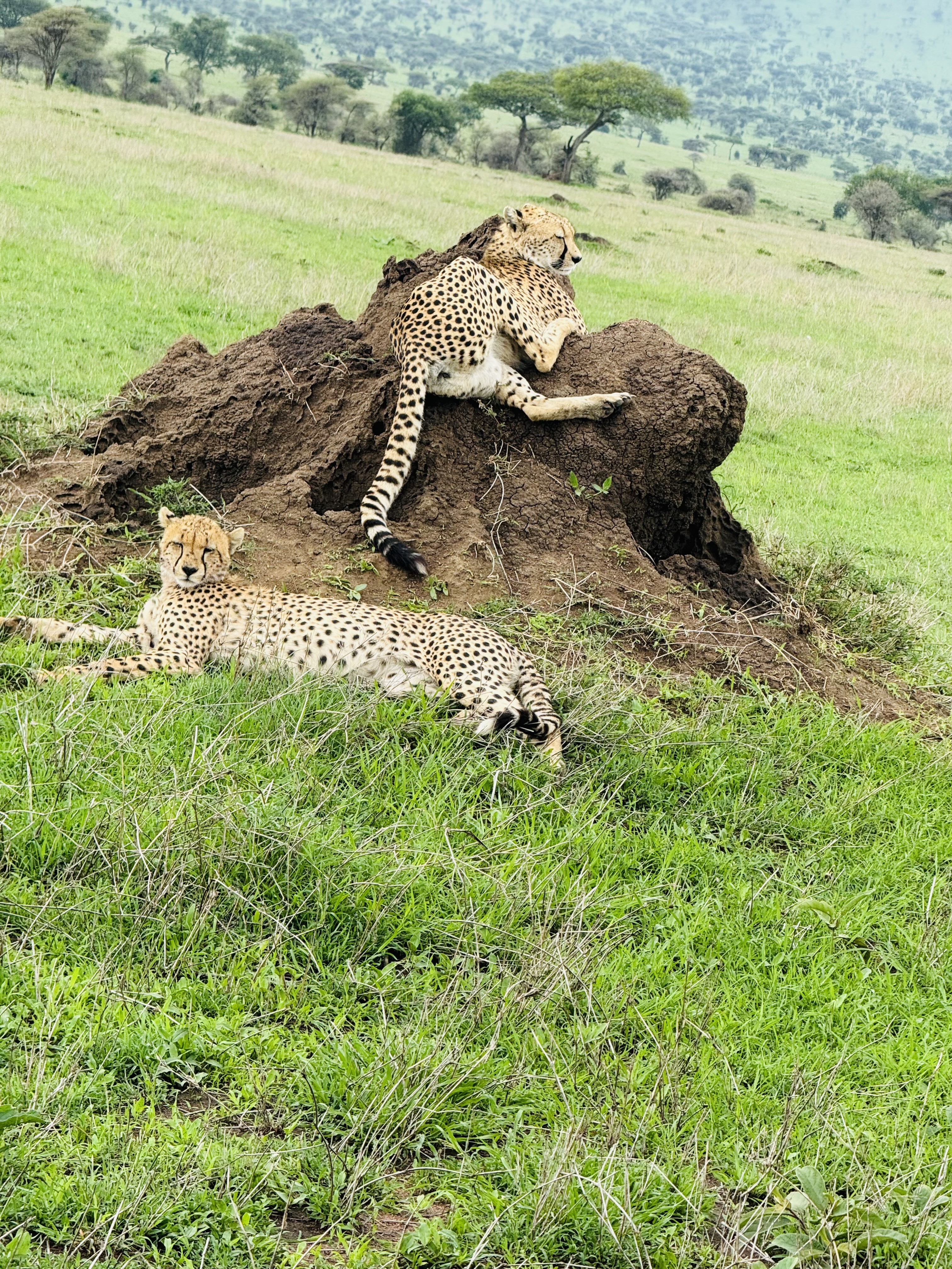 2-Day Unforgettable Group to Tarangire & Ngorongoro Crater from Arusha 