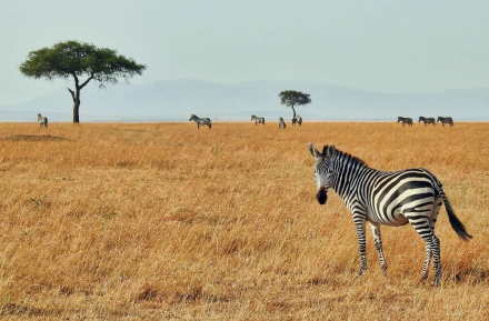 13-Day From Kenya to Tanzania and Zanzibar