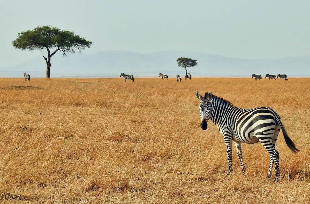 13-Day From Kenya to Tanzania and Zanzibar