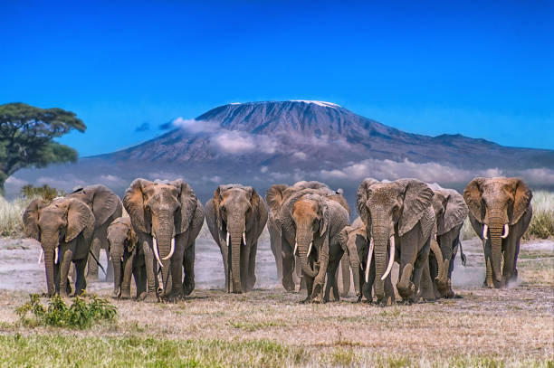 5-Day Budget Safari to Kenya