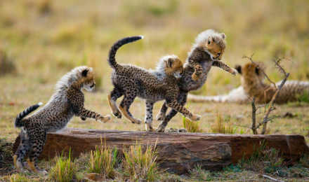 6 Days Maasai Mara,Lake Nakuru and Amboseli Private safari