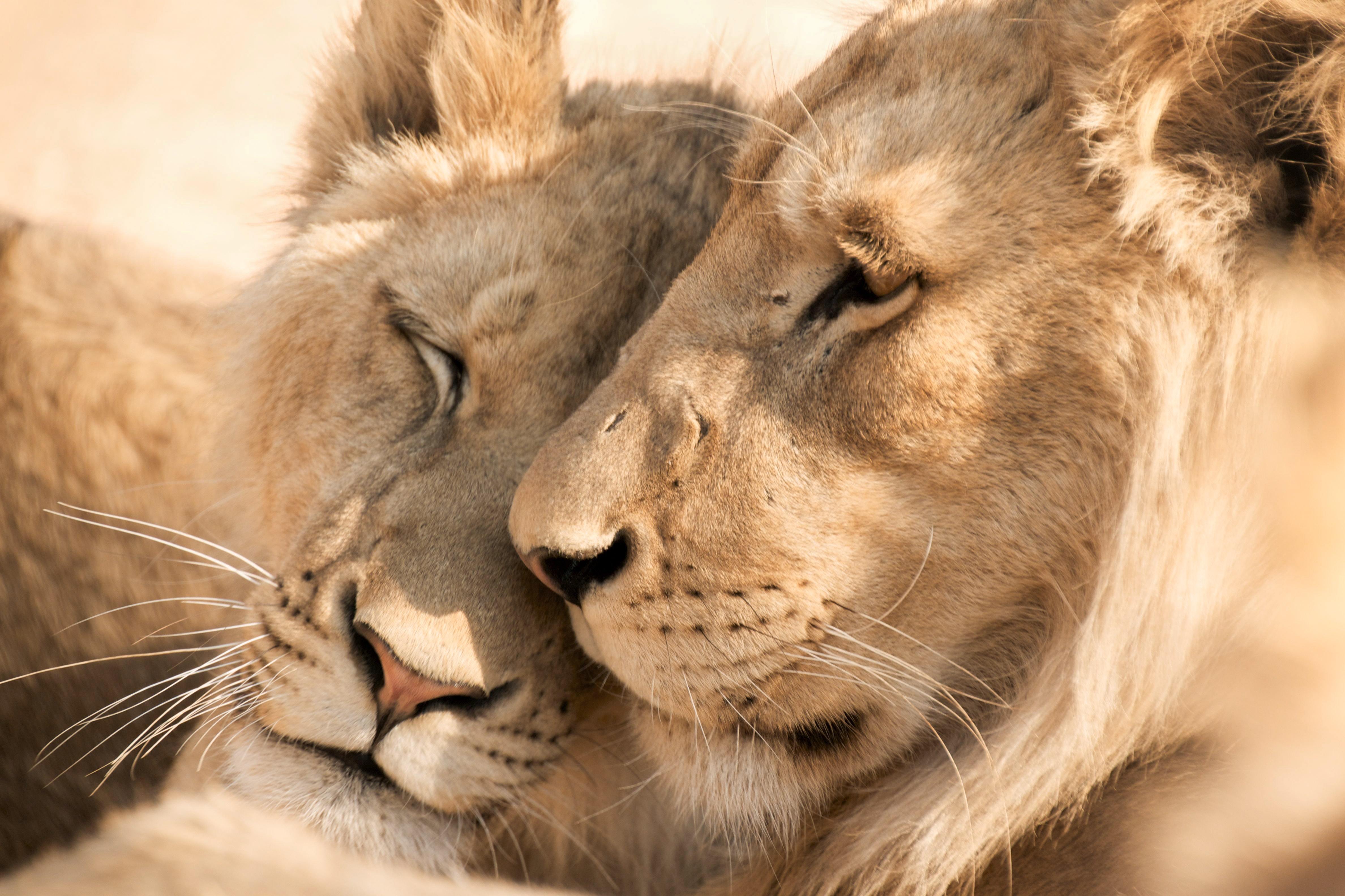 4-day Victoria Falls Get away with a Chobe Safari