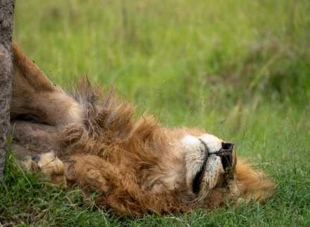 5-Day Mid-Range Kenya Safari