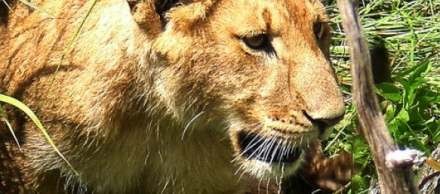 8-Day Special - Luxury Exotic Bush Adventure
