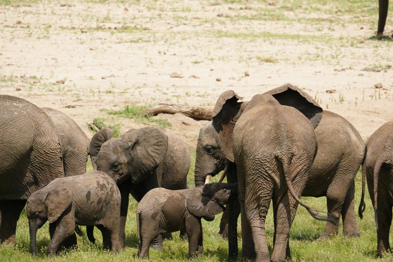 7 Day 6 Nights Kenya group shared Safari