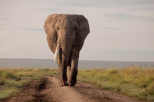 6 Days Amboseli, Naivasha, Nakuru, Masai Mara Safari