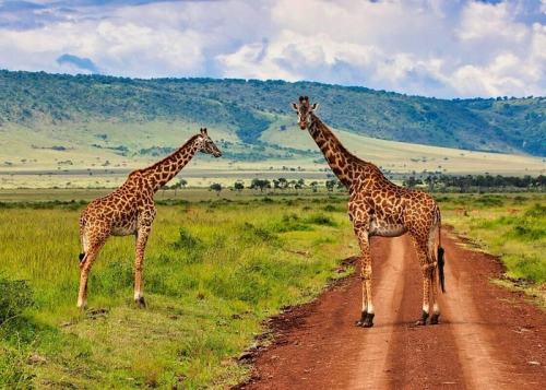 3-Day Masai Mara Kenya Classic Budget Safari