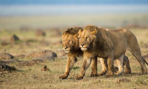 4-Day Lake Nakuru and Masai Mara Mid Range Safari