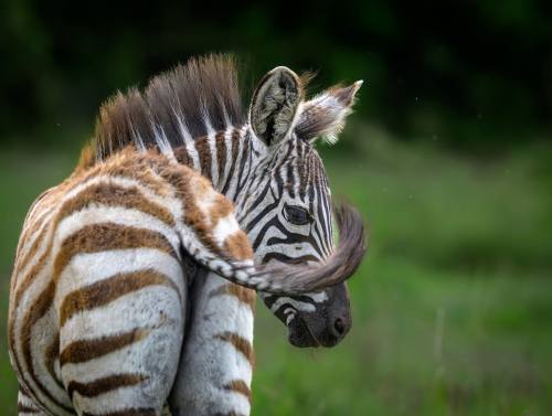 6 Days Uganda Adventure Safari