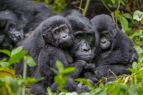 4 Days Kigali and gorilla Safari