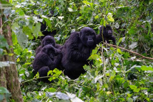 3-Day Gorilla Trek & Batwa Cultural Encounter in Bwindi