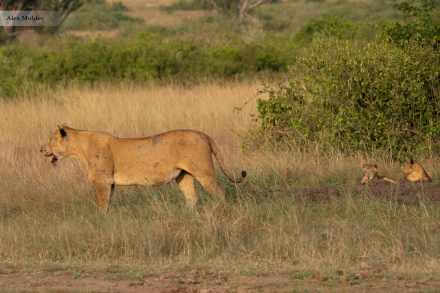 3-Day Exploring the Wild Queen Elizabeth National Park