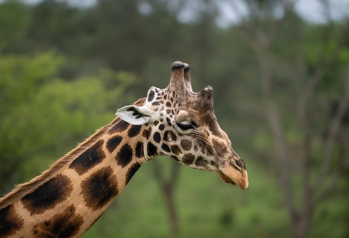 7 Days Gorilla Trekking, Golden Monkey & Queen Elizabeth Safari