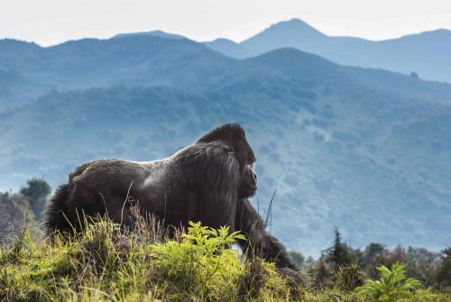 5天卢旺达豪华山地大猩猩追踪之旅