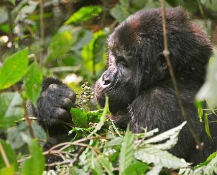 5-Day Gorilla Chimps and Wildlife Safari