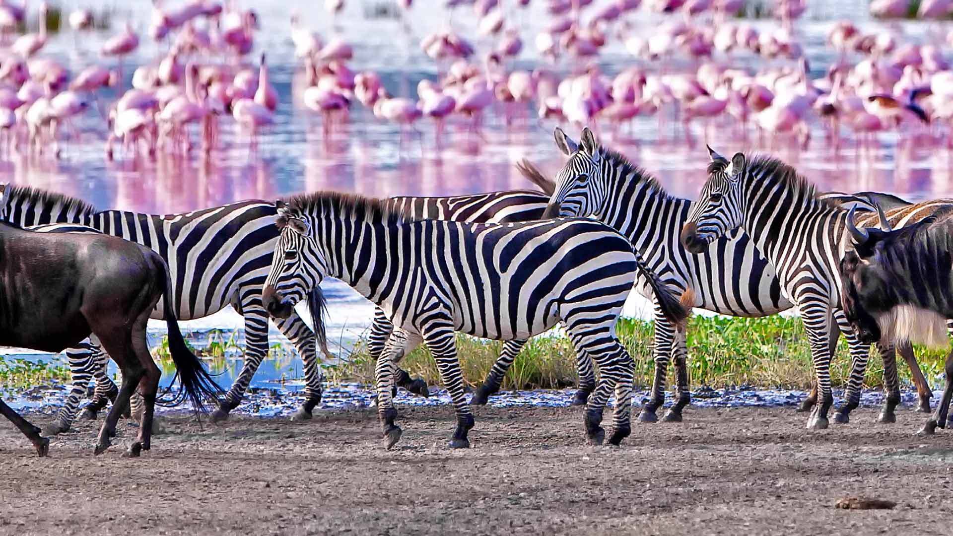5-Day Northern Circuit Camping Safari through Tarangire and Serengeti