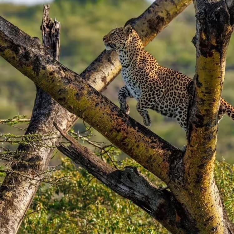 4-Day Tanzania Camping Safari through Tarangire, Ngorongoro and Serengeti