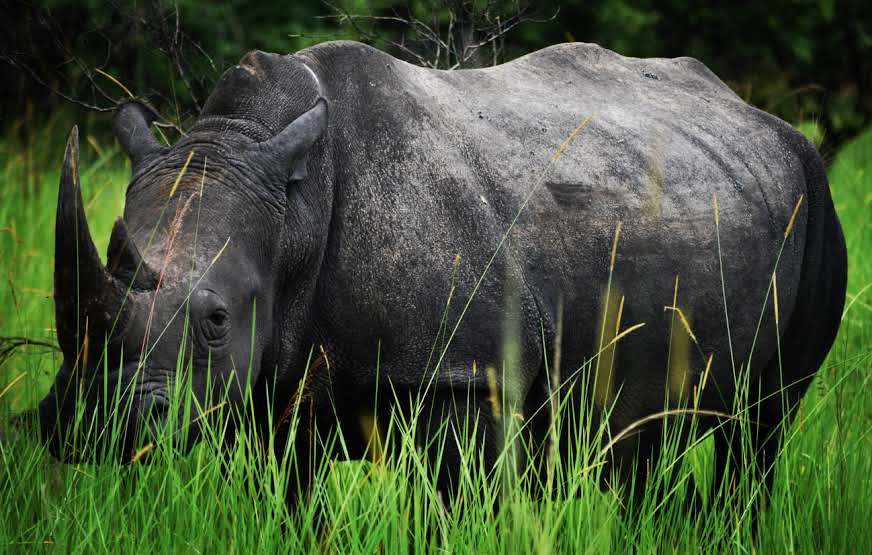 3-Day Murchison Falls Vacation with Big 5