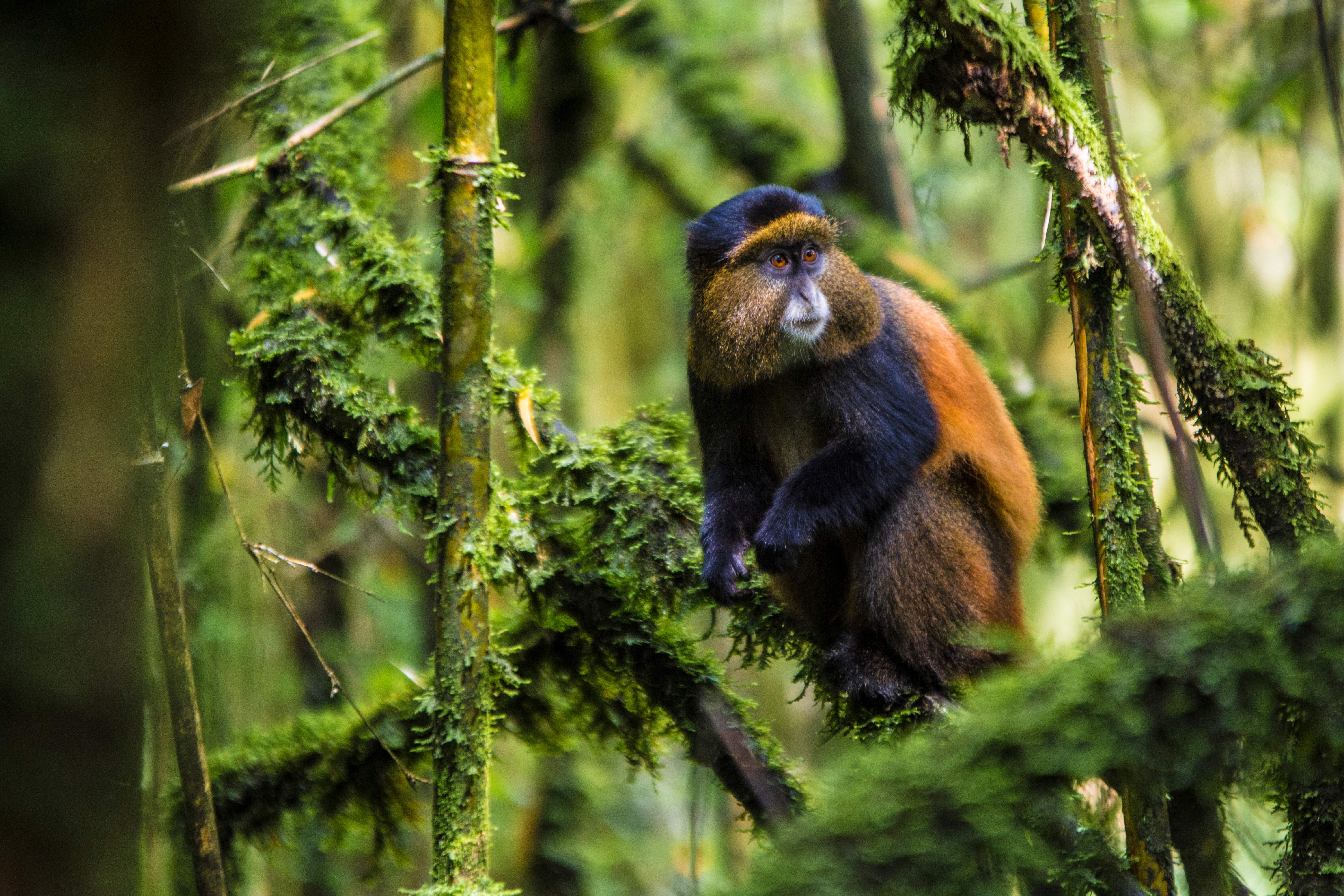 7-Day Rwanda Golden Monkey and Uganda Gorilla Trekking