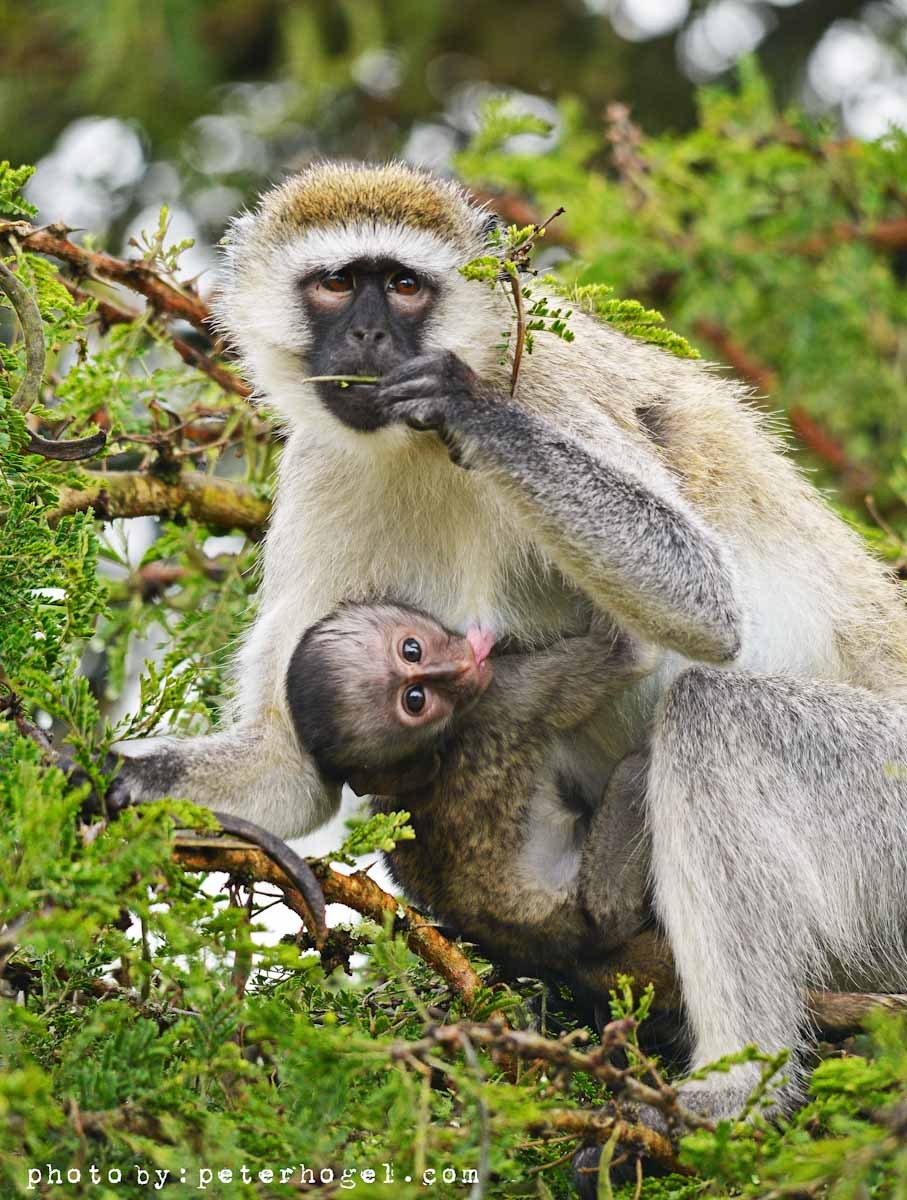 4-Day Chimps and Gorilla Trekking Safari