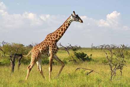 7-Day Mara. Nakuru, Naivasha & Amboseli Safari