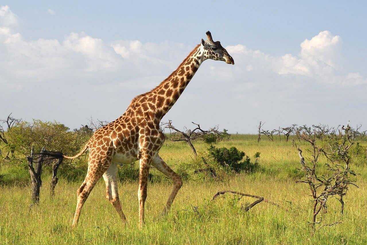 7-Day Mara. Nakuru, Naivasha & Amboseli Safari