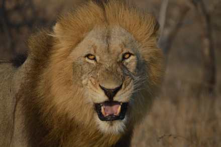 5 Day Iconic Kruger Stay inside + Panorama Tour