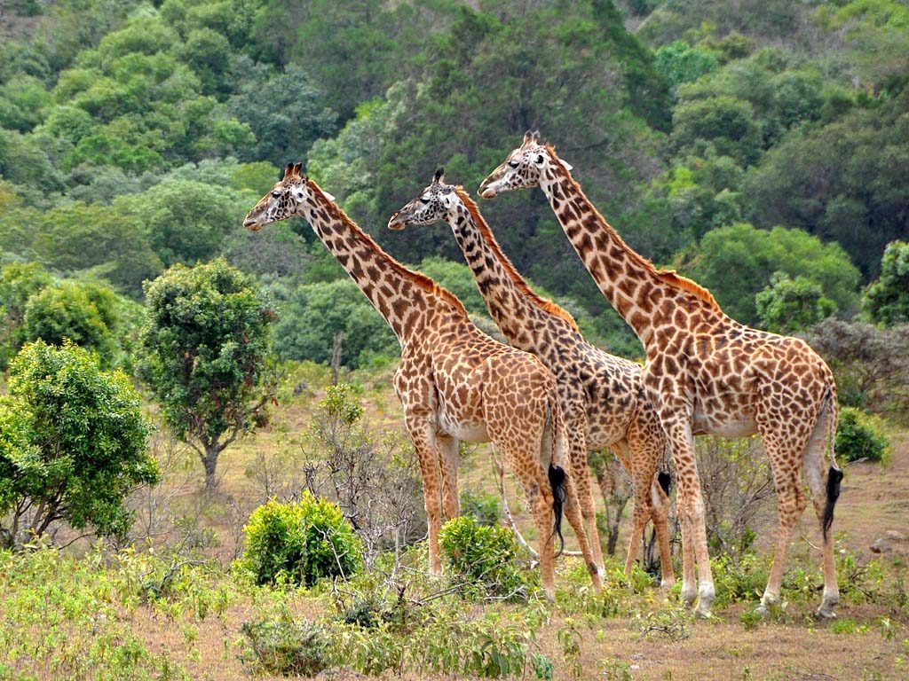 7-Day Tanzania Safari through Serengeti, Ngorongoro and Tarangire