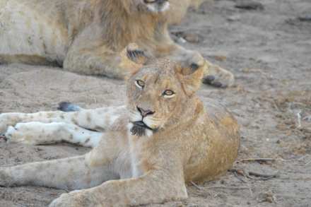 4 Day Affordable Kruger National Park & Panorama Route Tour