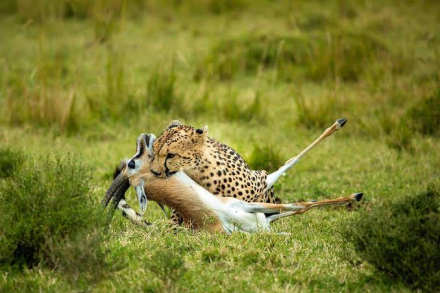 14-Day Kenya and Tanzania Wildlife Safari through Big Five Parks