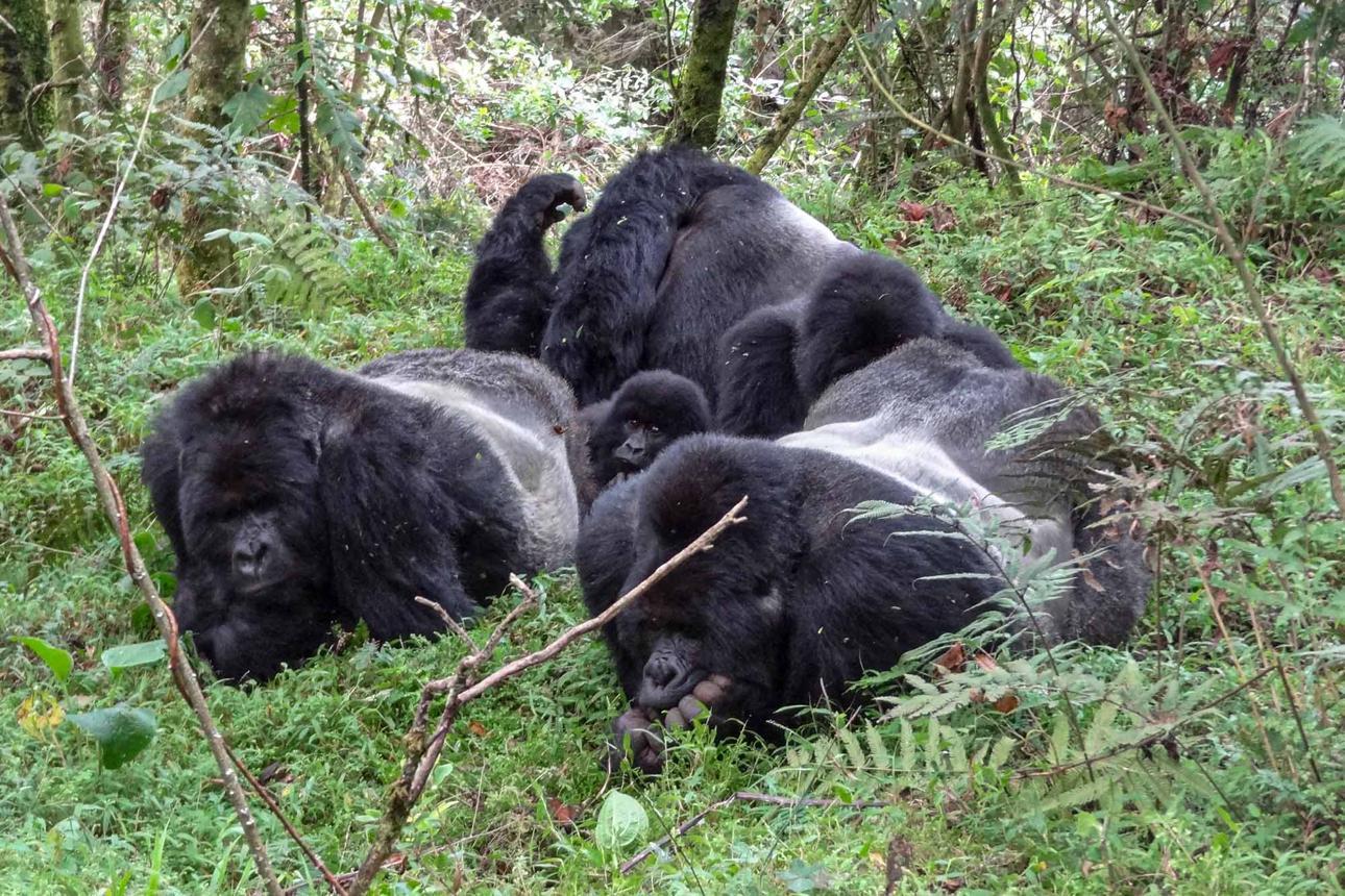 6 Days Uganda Gorilla, Chimpanzee & Wildlife Safari