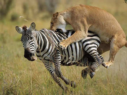 6 Days Amboseli, Lake Naivasha & Maasai Mara Safari