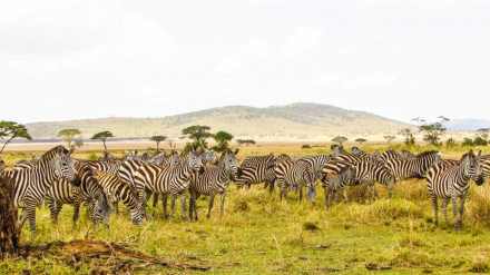 4 Day Private Luxury Safari with Five Star Service