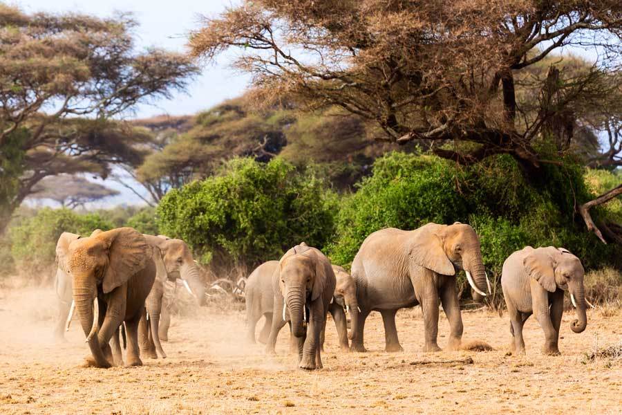5天坦桑尼亚精品Safari之旅
