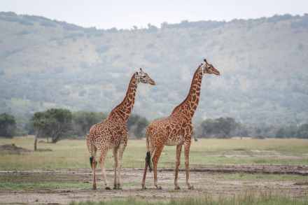 1 Day Rwanda Safari – Akagera National Park Day Trip