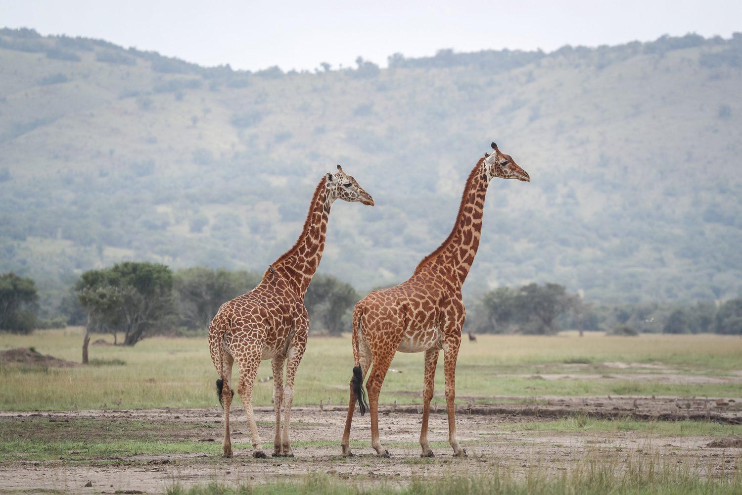 1 Day Rwanda Safari – Akagera National Park Day Trip