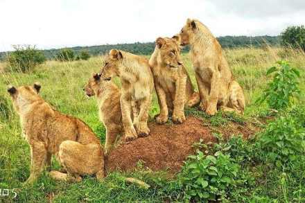 7-Day Kenyan Budget Safari
