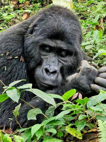 3-Day Gorilla Trekking & Golden Monkey Trekking Adventure – Rwanda